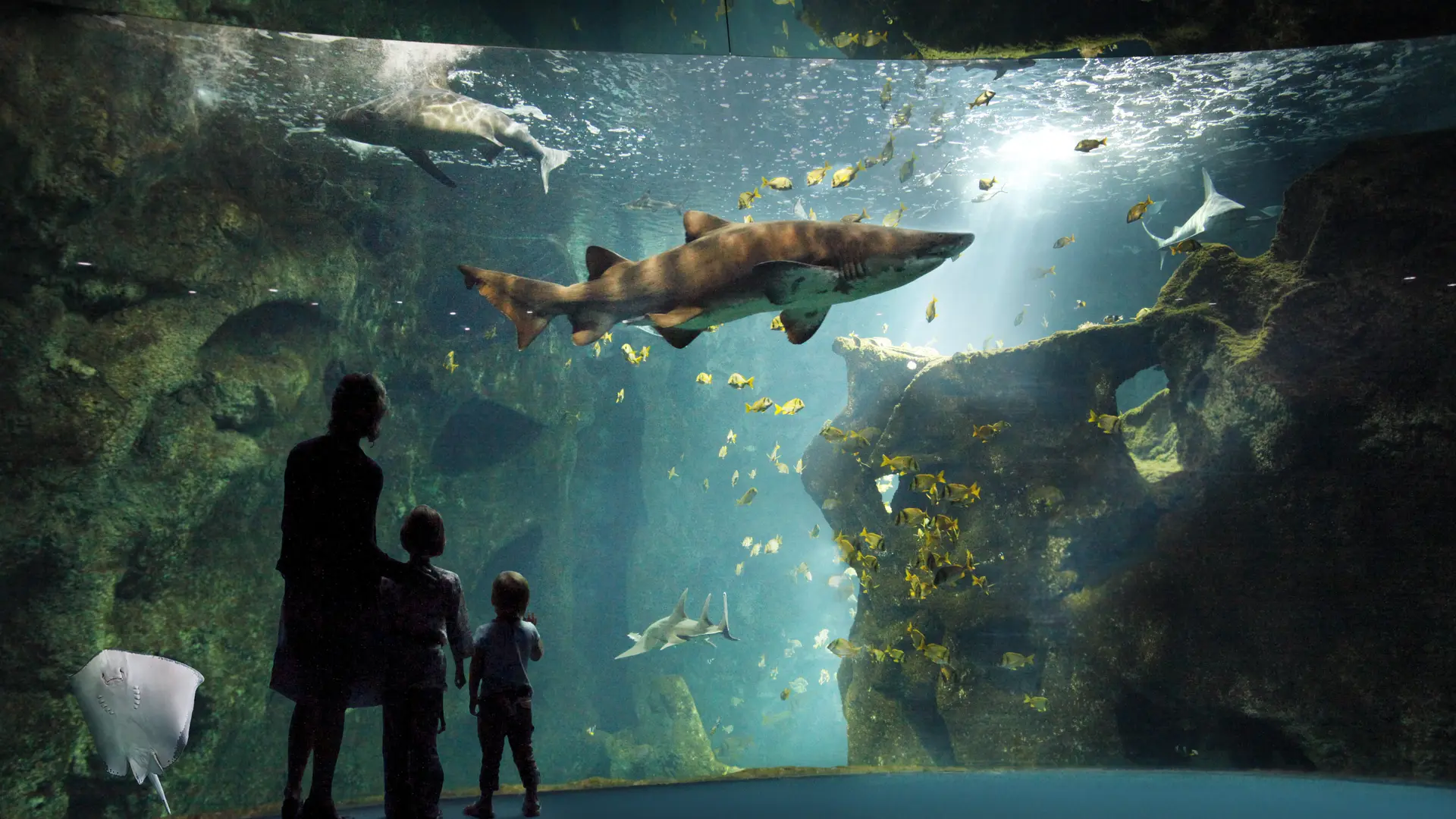 Un padre y sus dos hijos observan «El anfiteatro de los tiburones»: un gigantesco acuario con tiburones, una raya y peces.