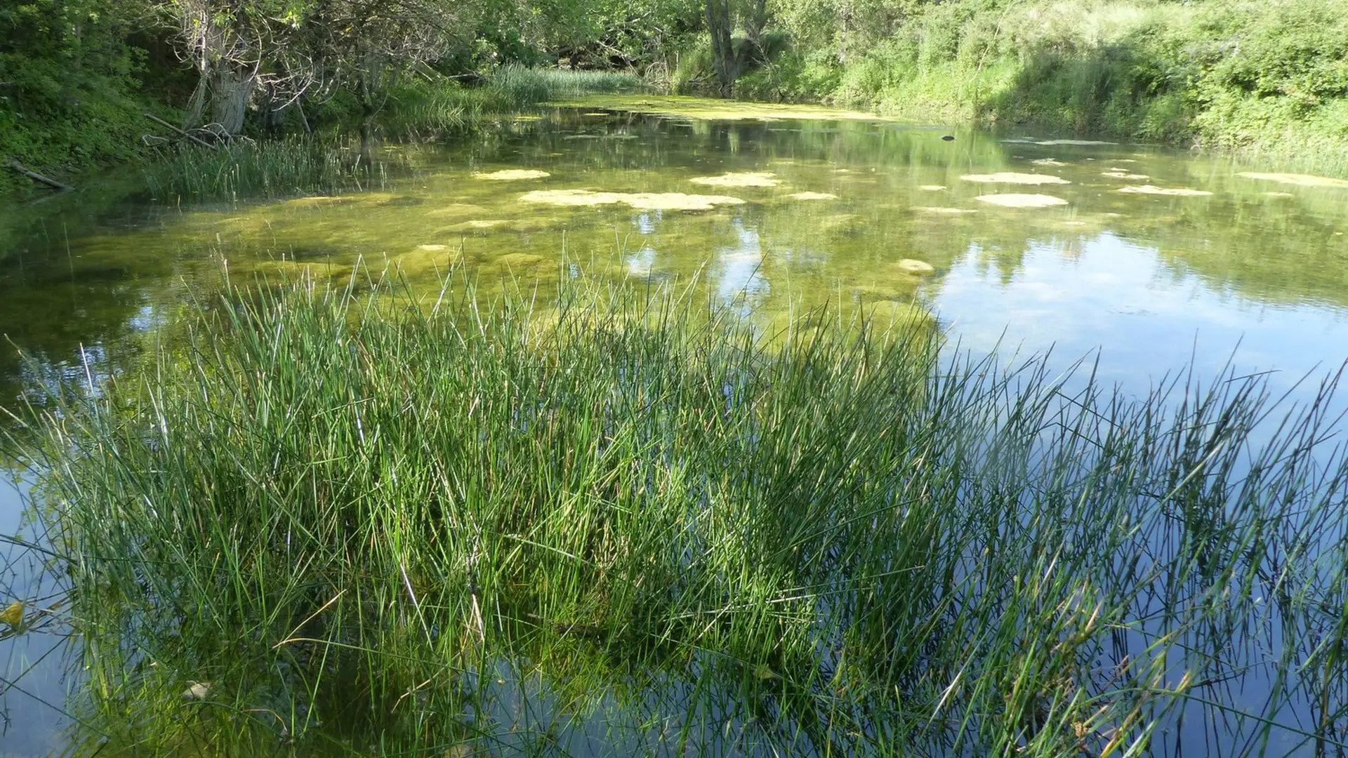 Ripisylve et marre du Calavon