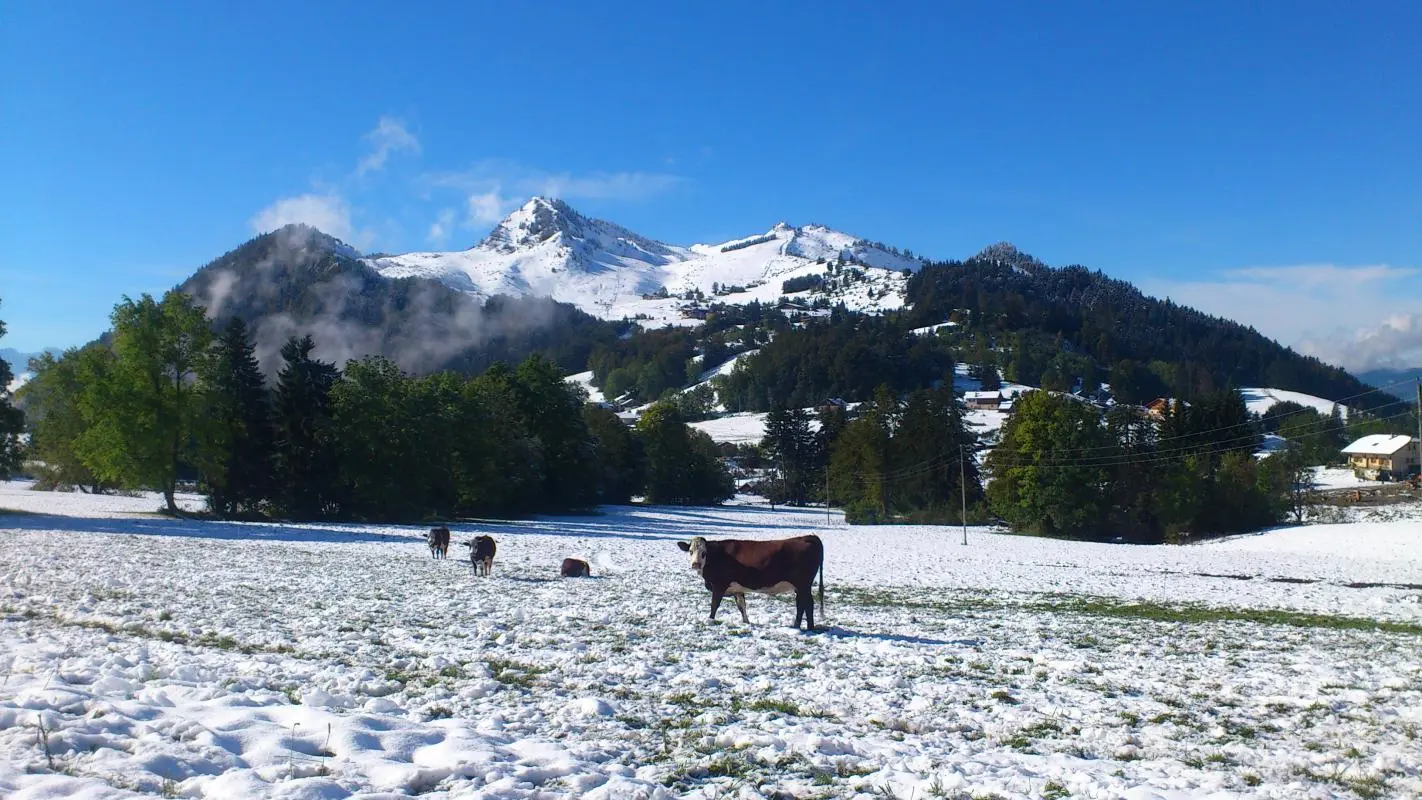 Des vaches à toutes épreuves au printemps, vue sur la montagne d'Hirmentaz.