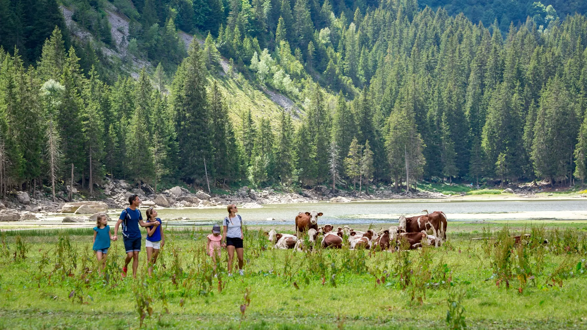 Troupeau de vaches aux abords du lac