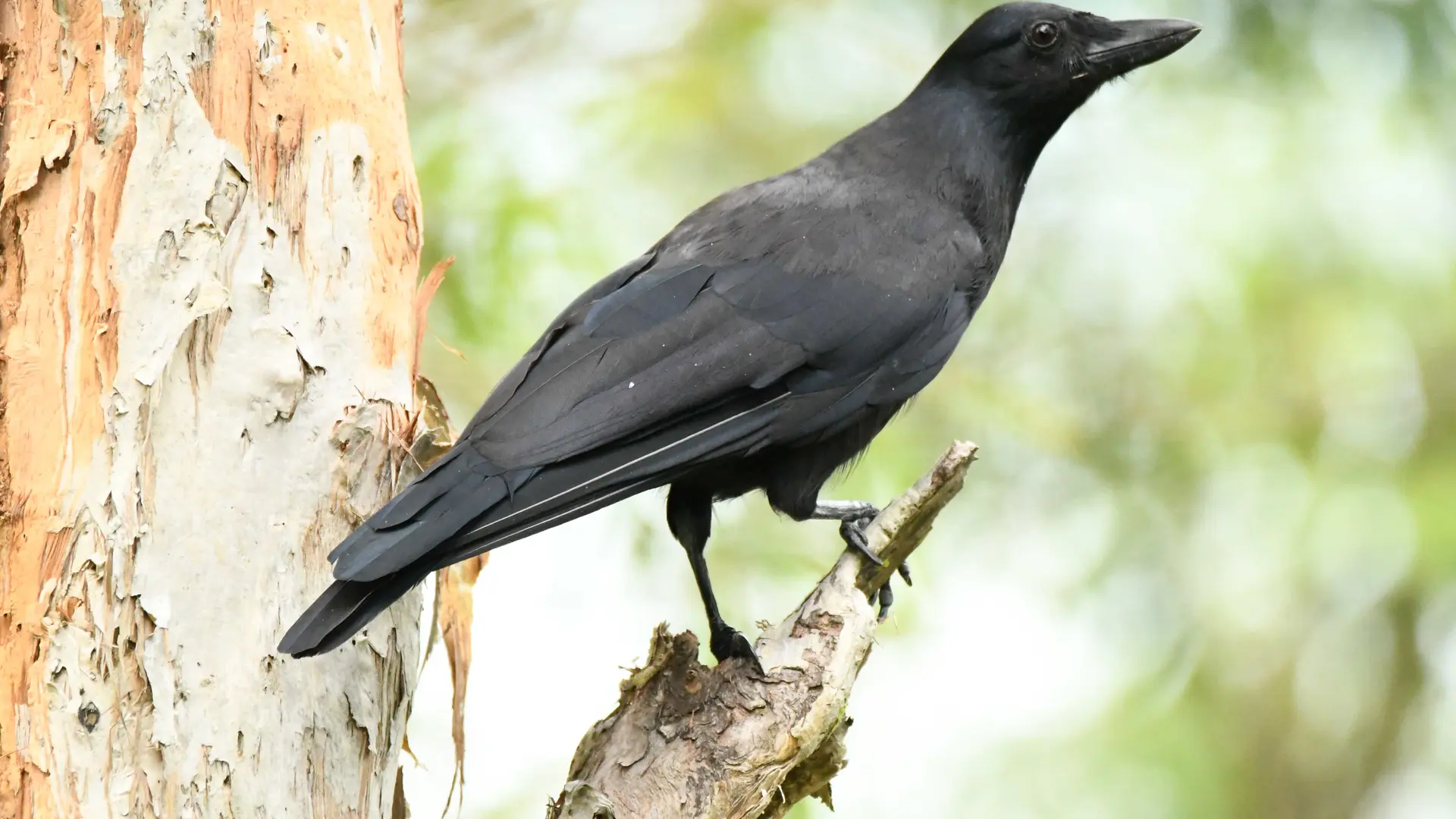 Corbeau calédonien - Parc des Grandes Fougères