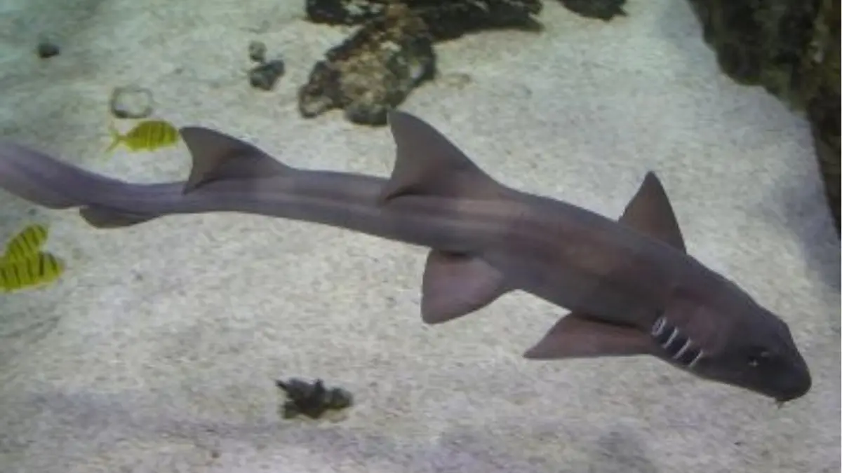 Requin