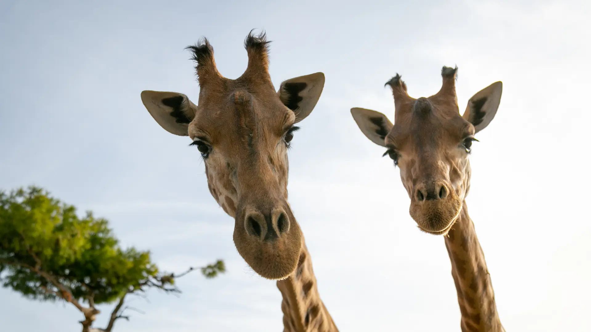 Girafes