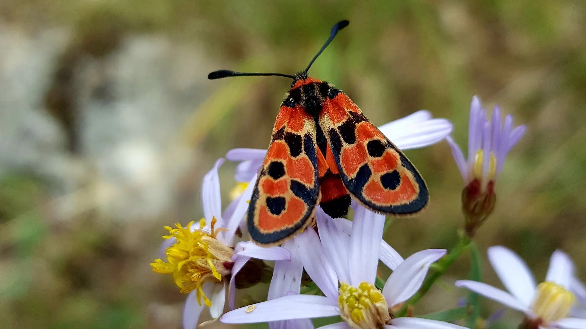 Faune et flore de la Forêt Domaniale du Beynon