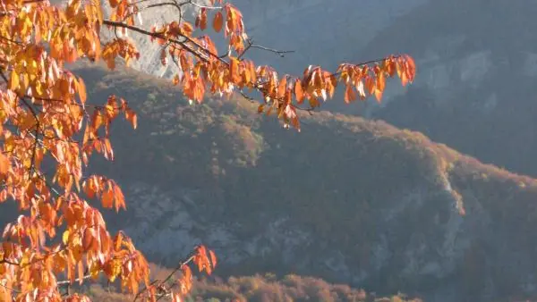 La roche de Lachat en automne
Vue du haut de Noire Combe