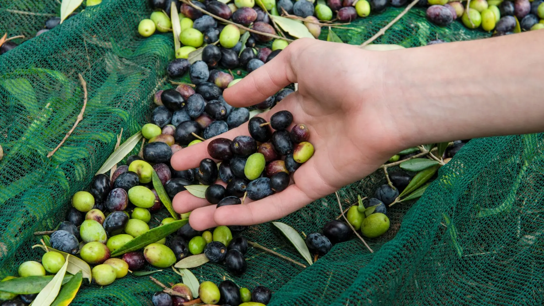 Récolte de l'olive