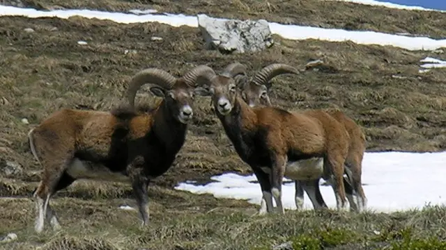 Mouflon