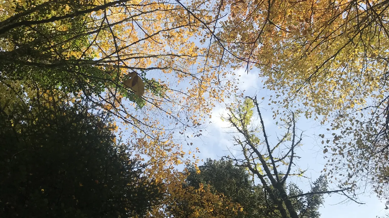 Au cœur des arbres - Magali Natur'harmonie