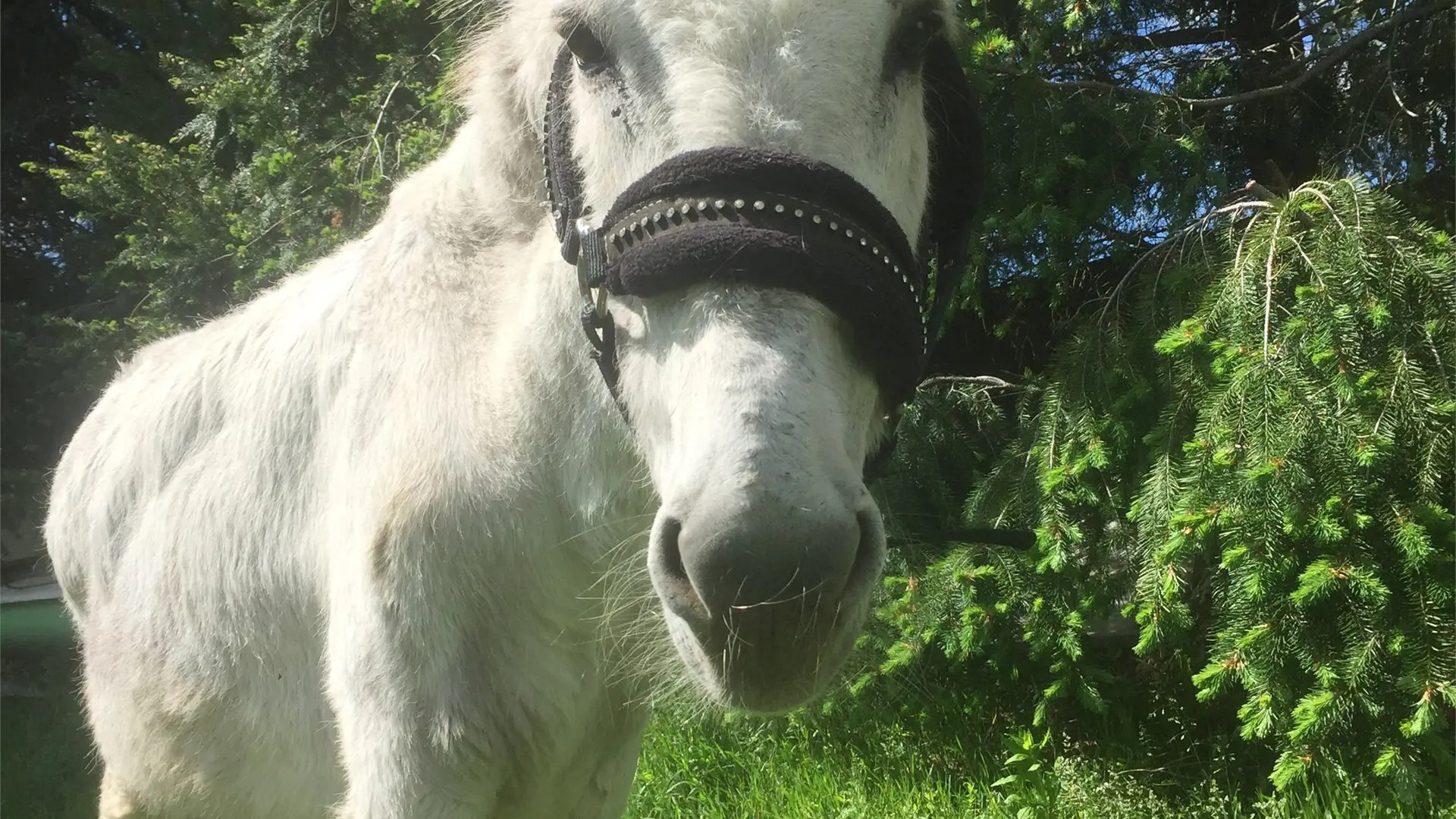 Libellule, notre anesse