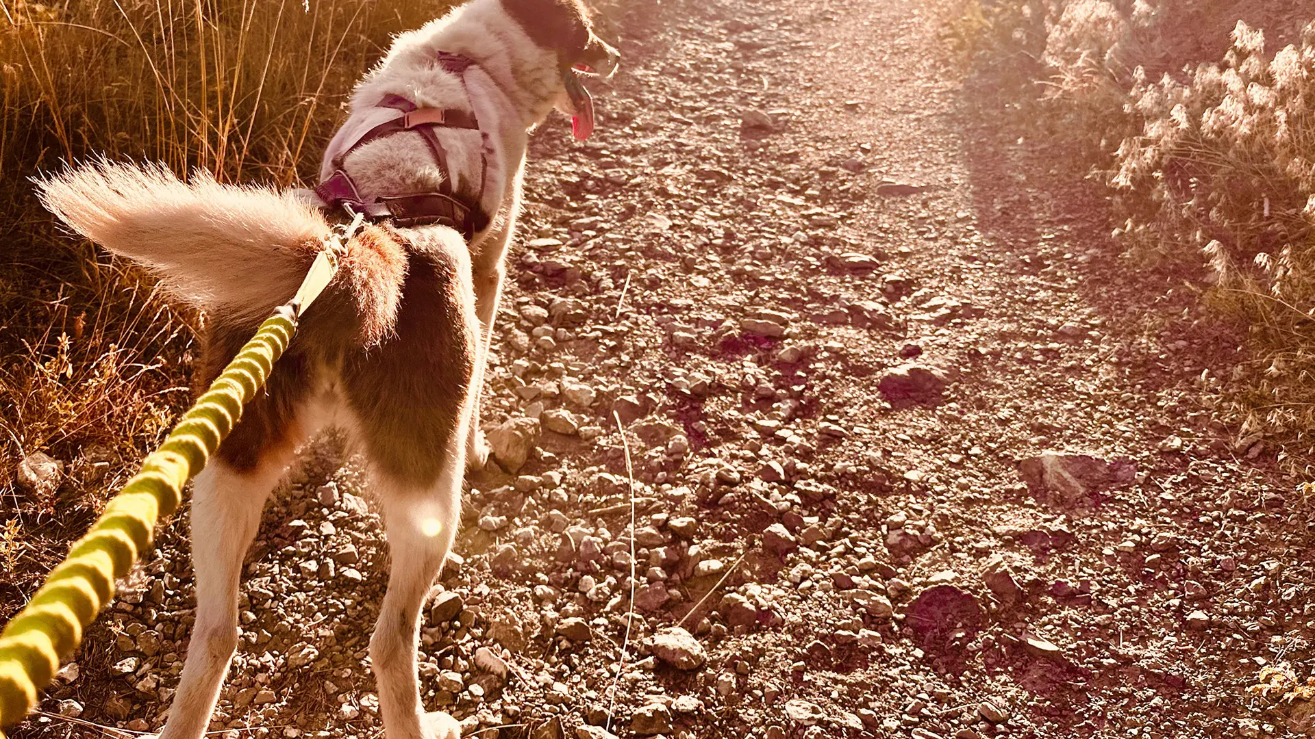 Yupik Aventures Nordiques