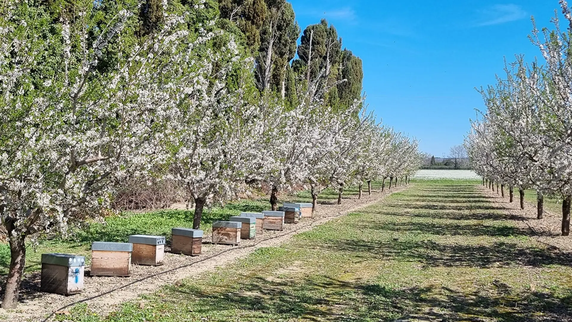 le-rucher-des-alpilles-saint-remy-de-provence