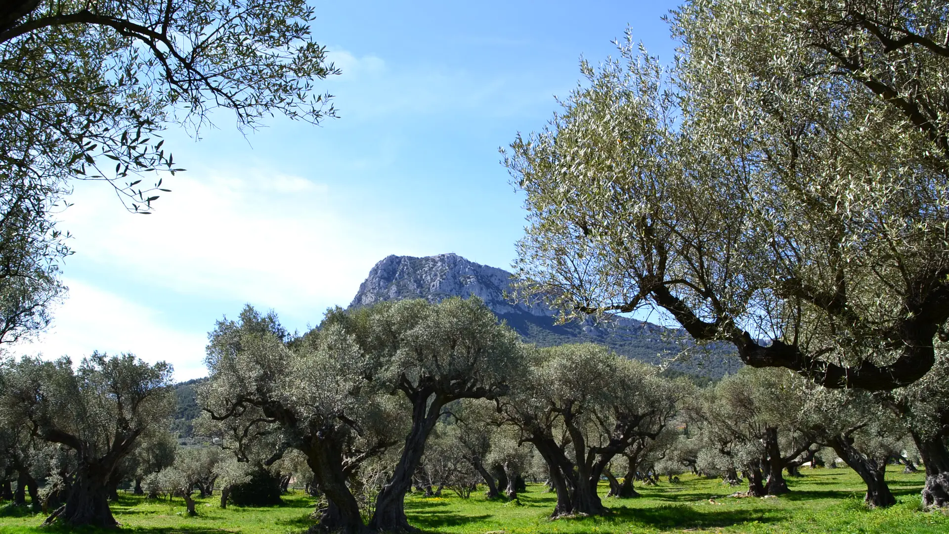 L'oliveraie du Partégal