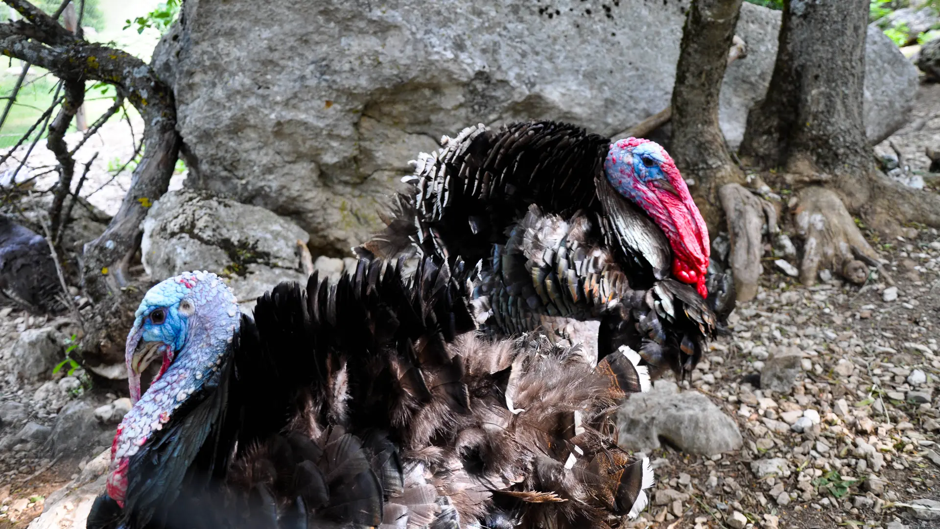 Parc animalier La Vallée Sauvage