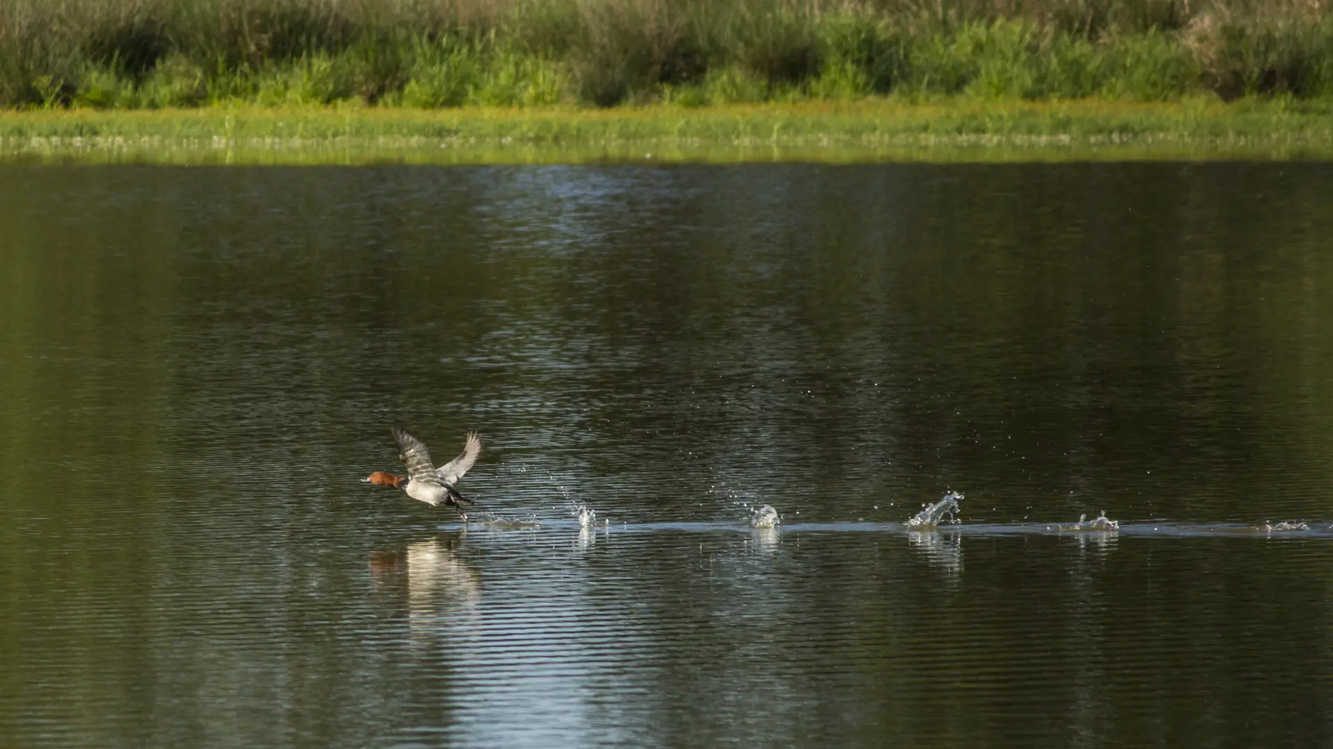 Envol de canard sur un étang