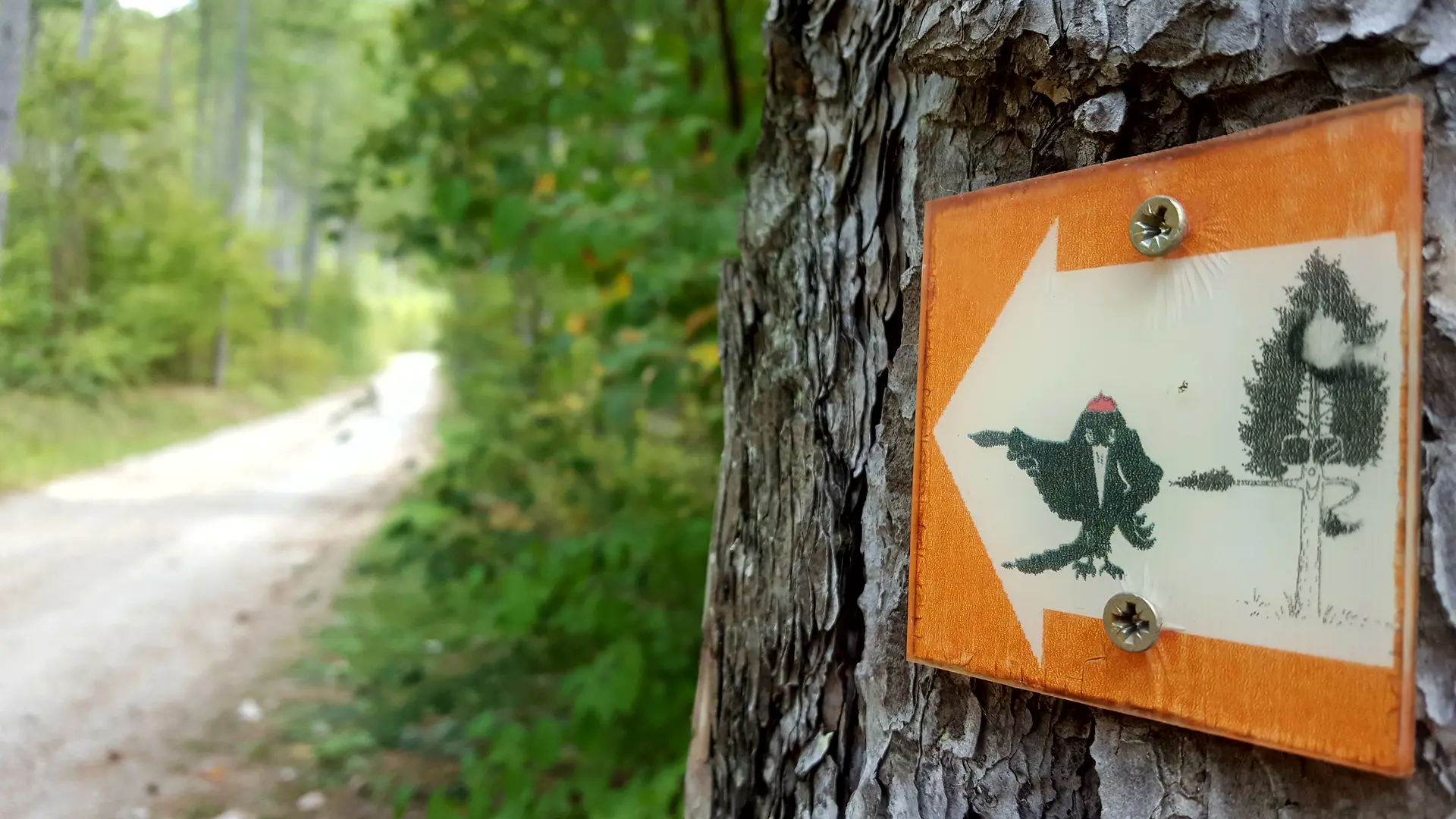 Pannonceau Forêt Domaniale du Beynon