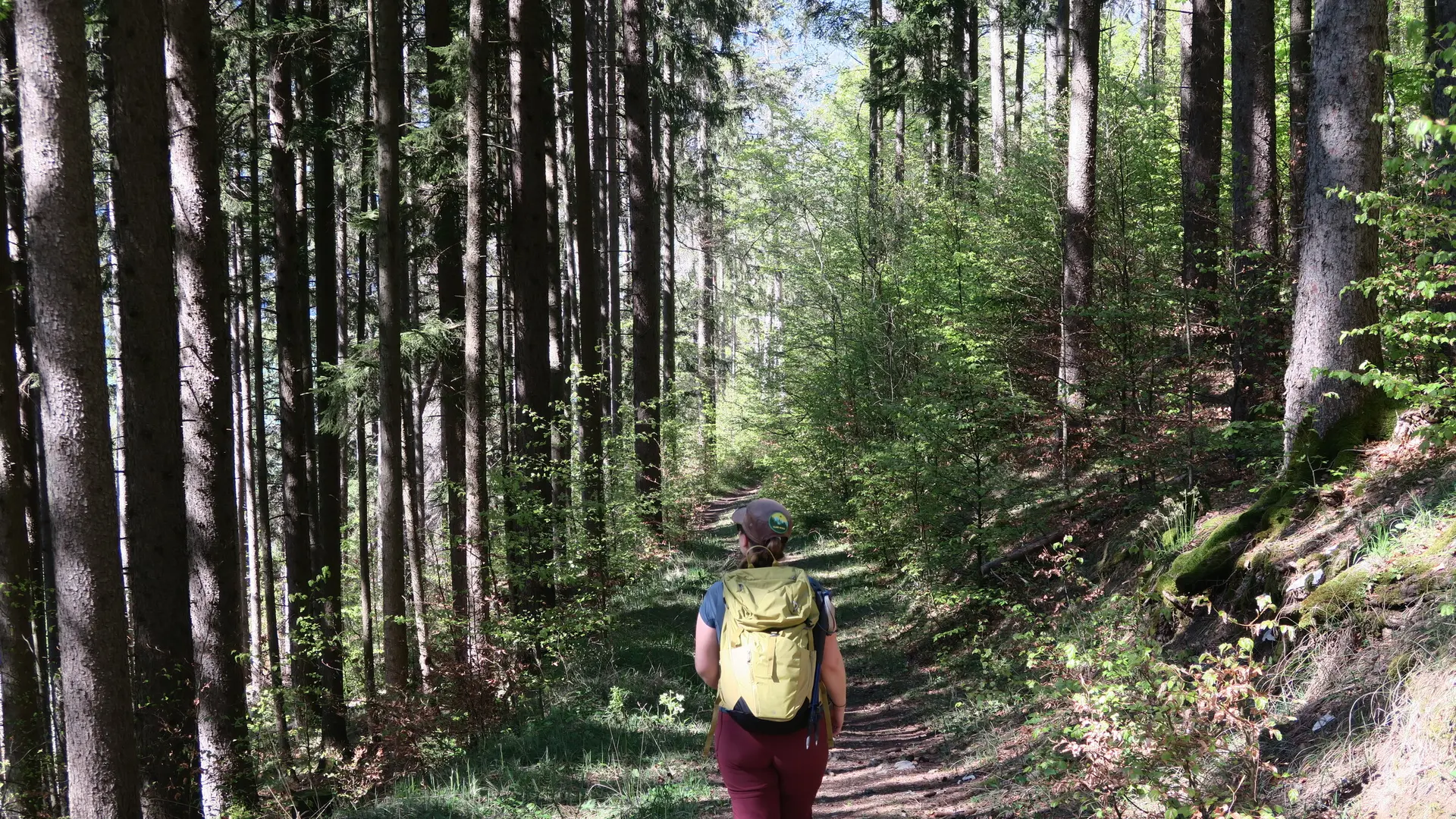 Sentier forestier