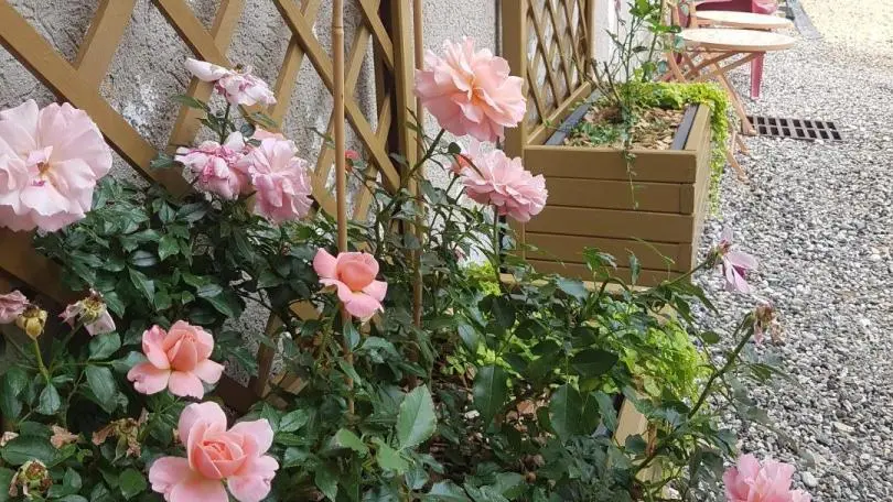 La cour et ses plantations