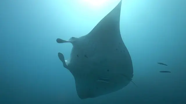 Hiro Dive Bora Bora