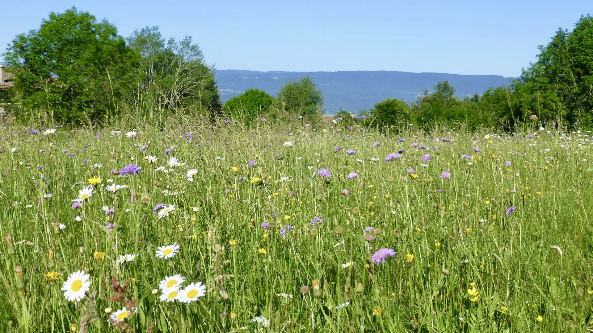 Prairie