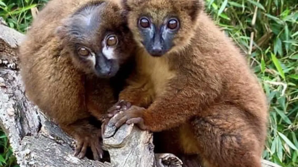 Lémur à ventre roux au Jardin Zoologique Tropical à La Londe les Maures