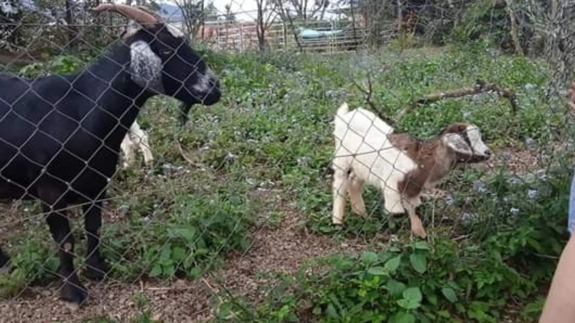 Animaux de la ferme