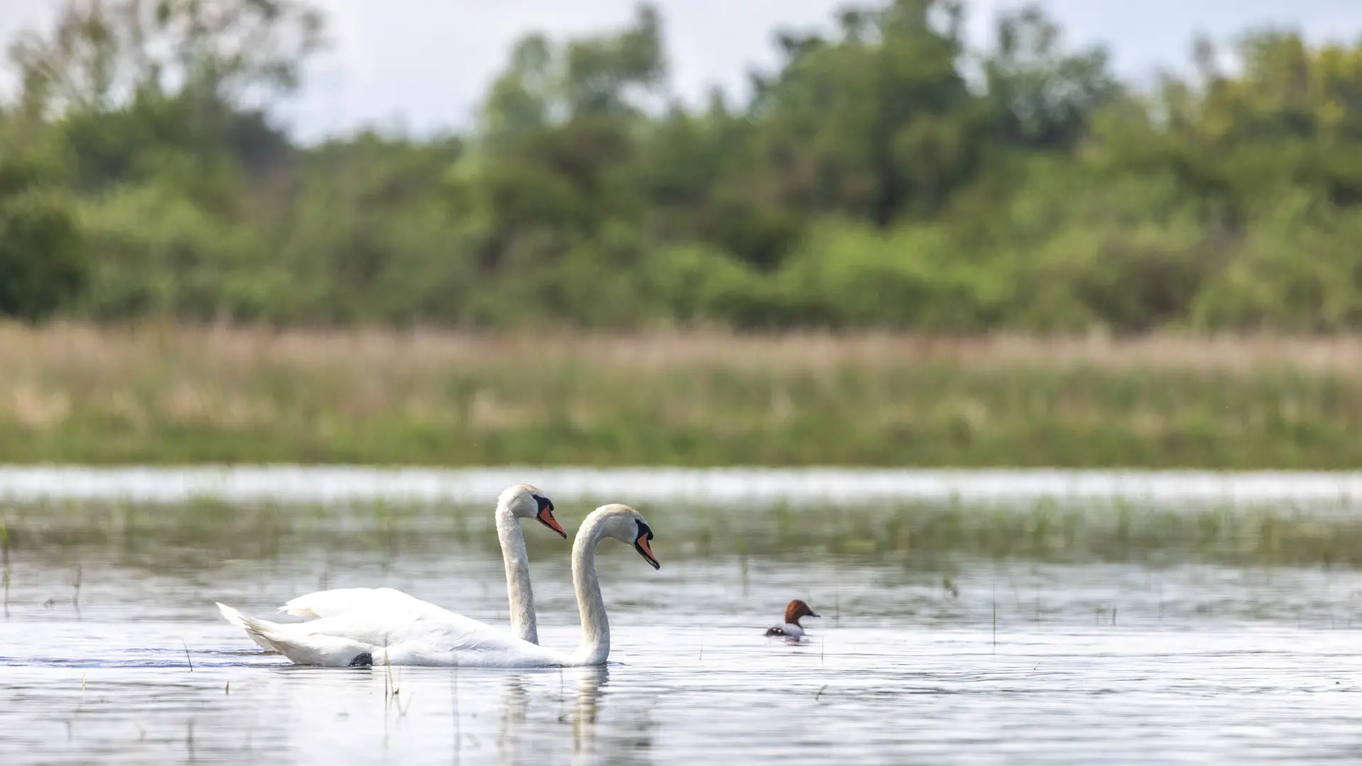 Cygnes