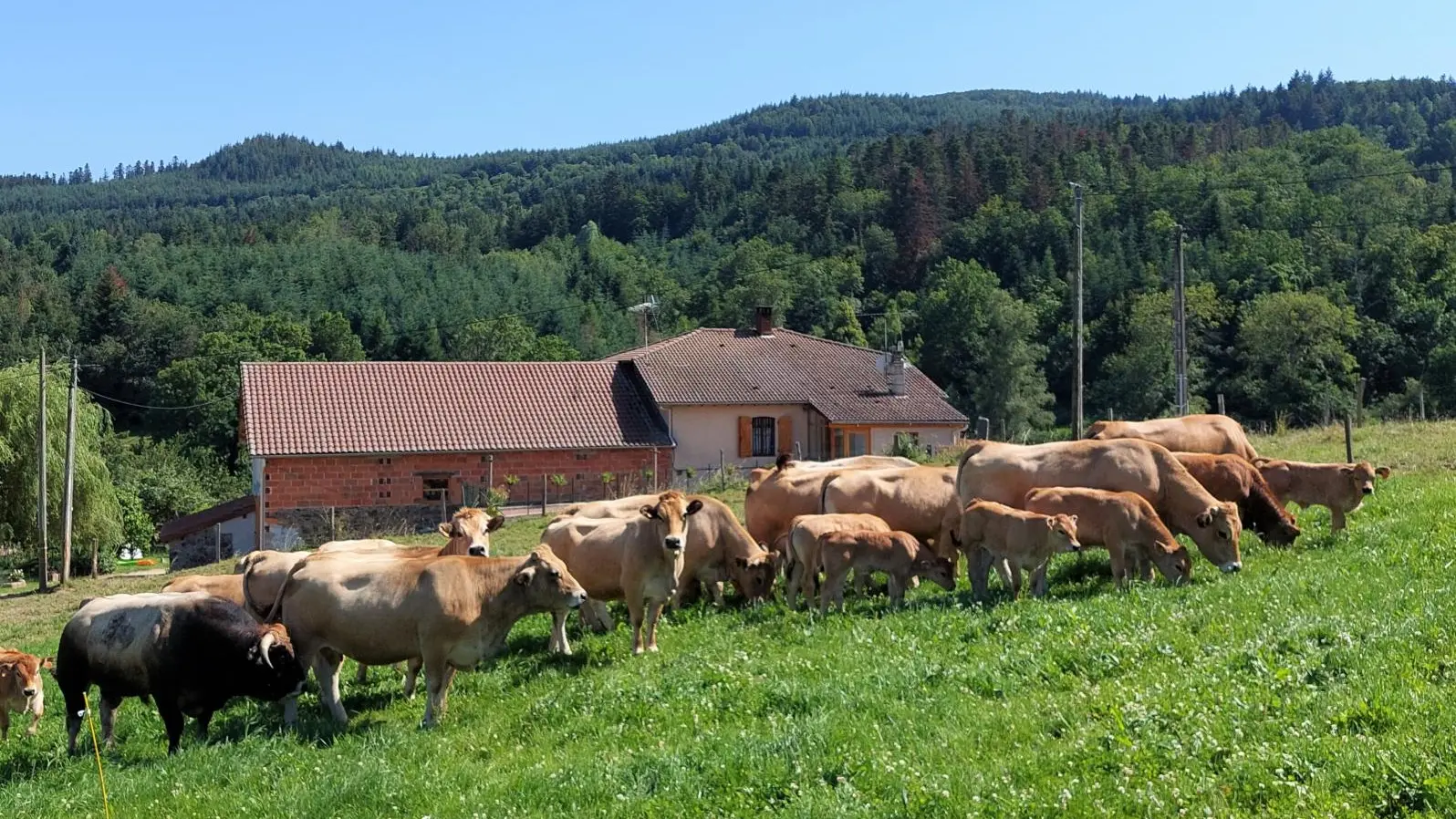Troupeau vaches et veaux Aubrac