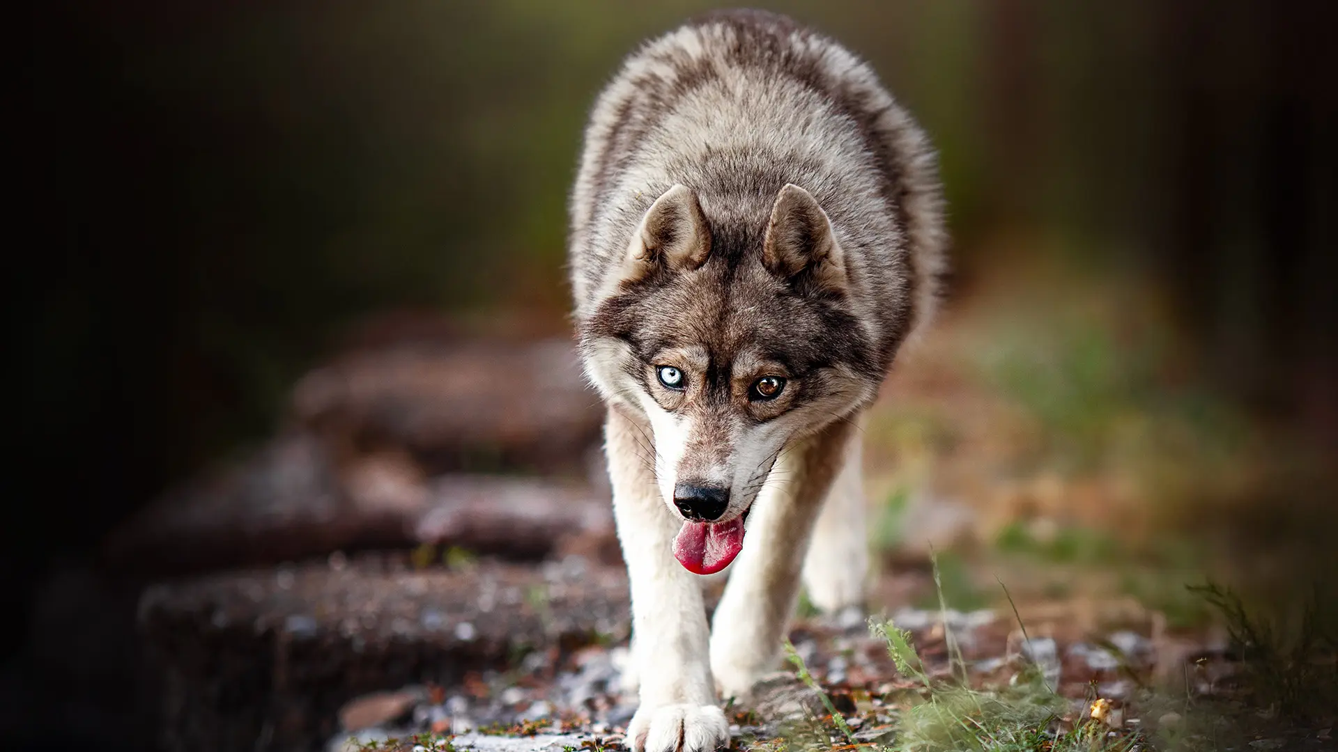 Yupik Aventures Nordiques