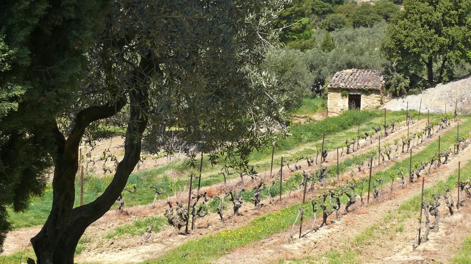 Vignes et oliviers à BDV