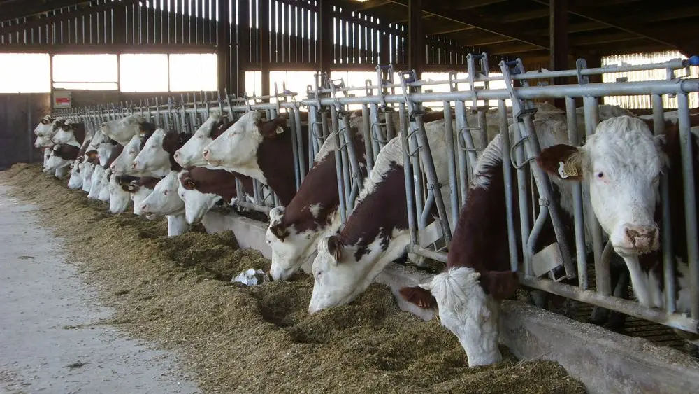 Vaches laitières à l'auge
