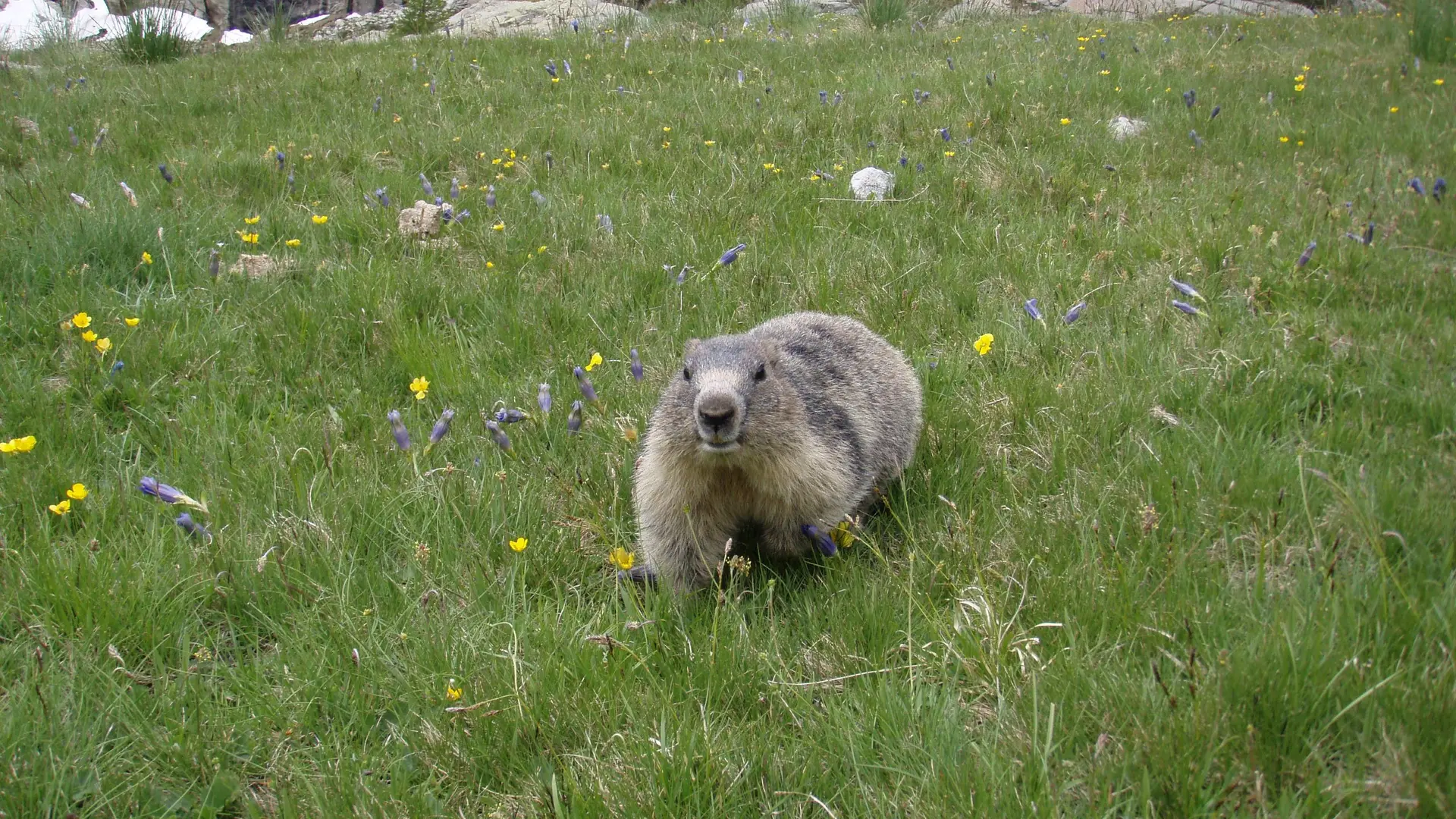 Marmotte à Fontanalbe