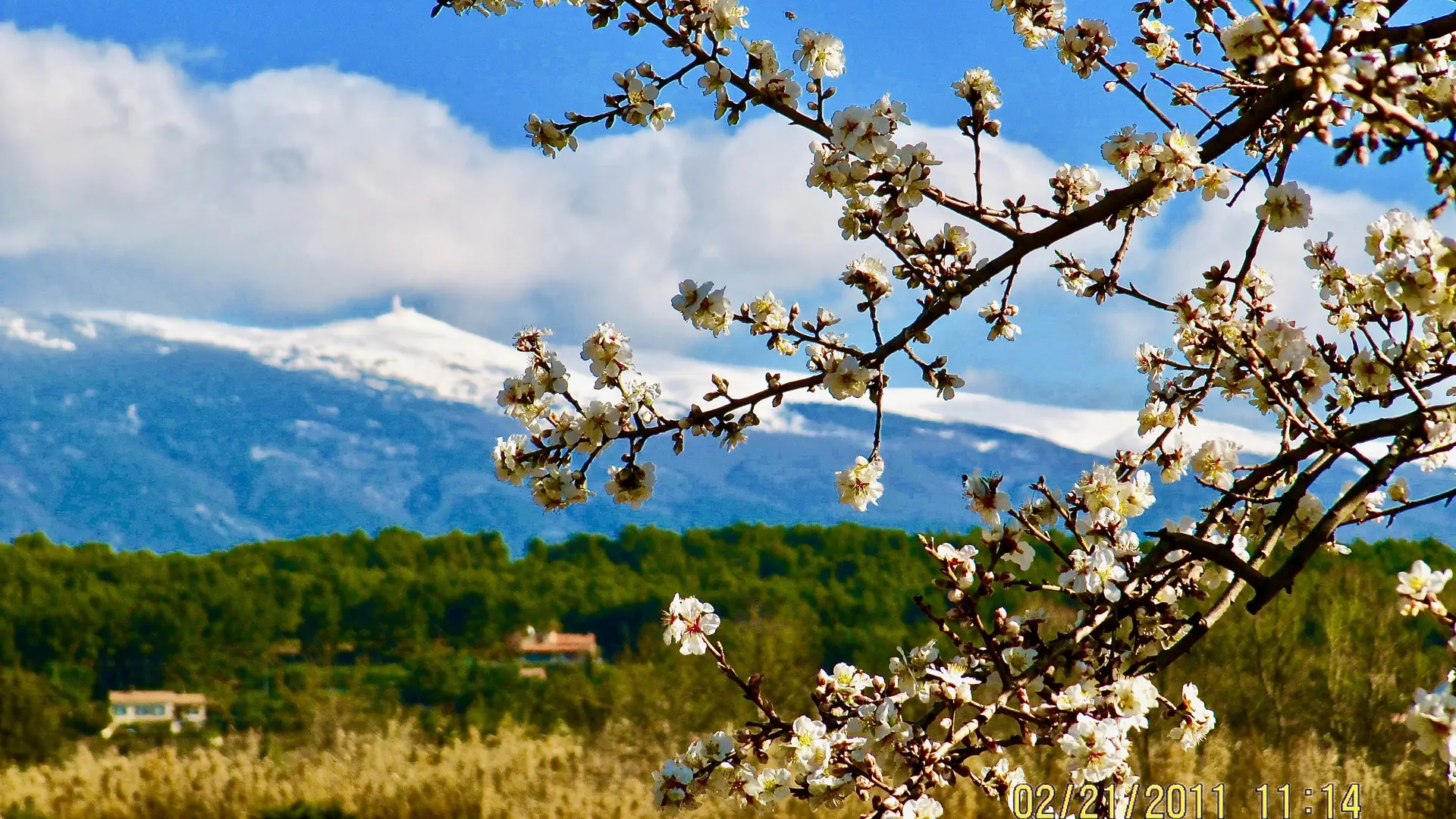 Amandier en fleurs et Mont Ventoux