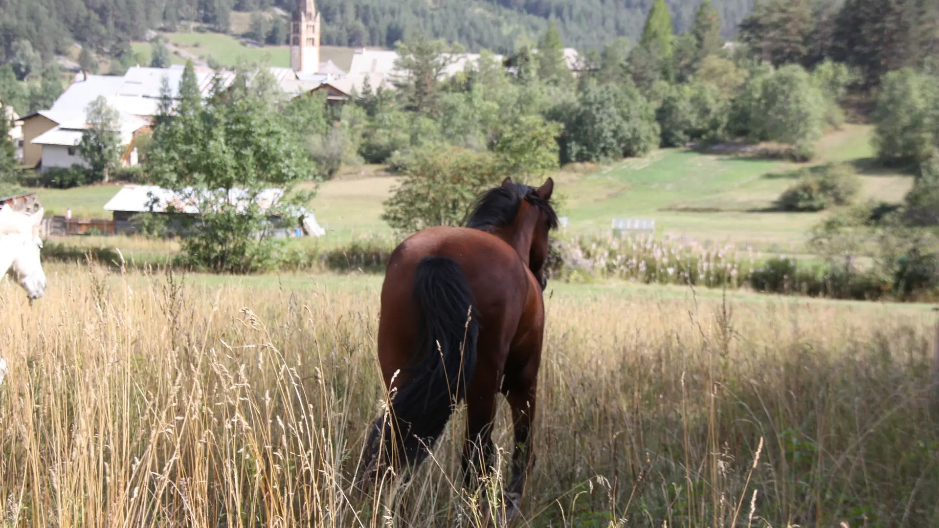 équitation cheval poney découverte enfant