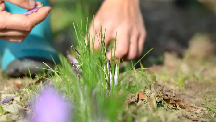 Personne cueillant des fleurs de safran.