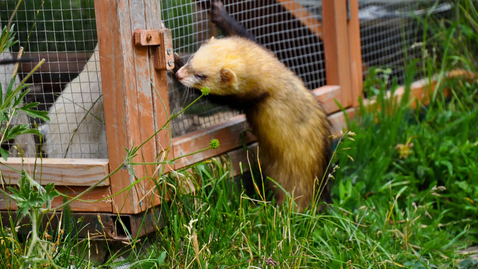 Parc animalier La Vallée Sauvage