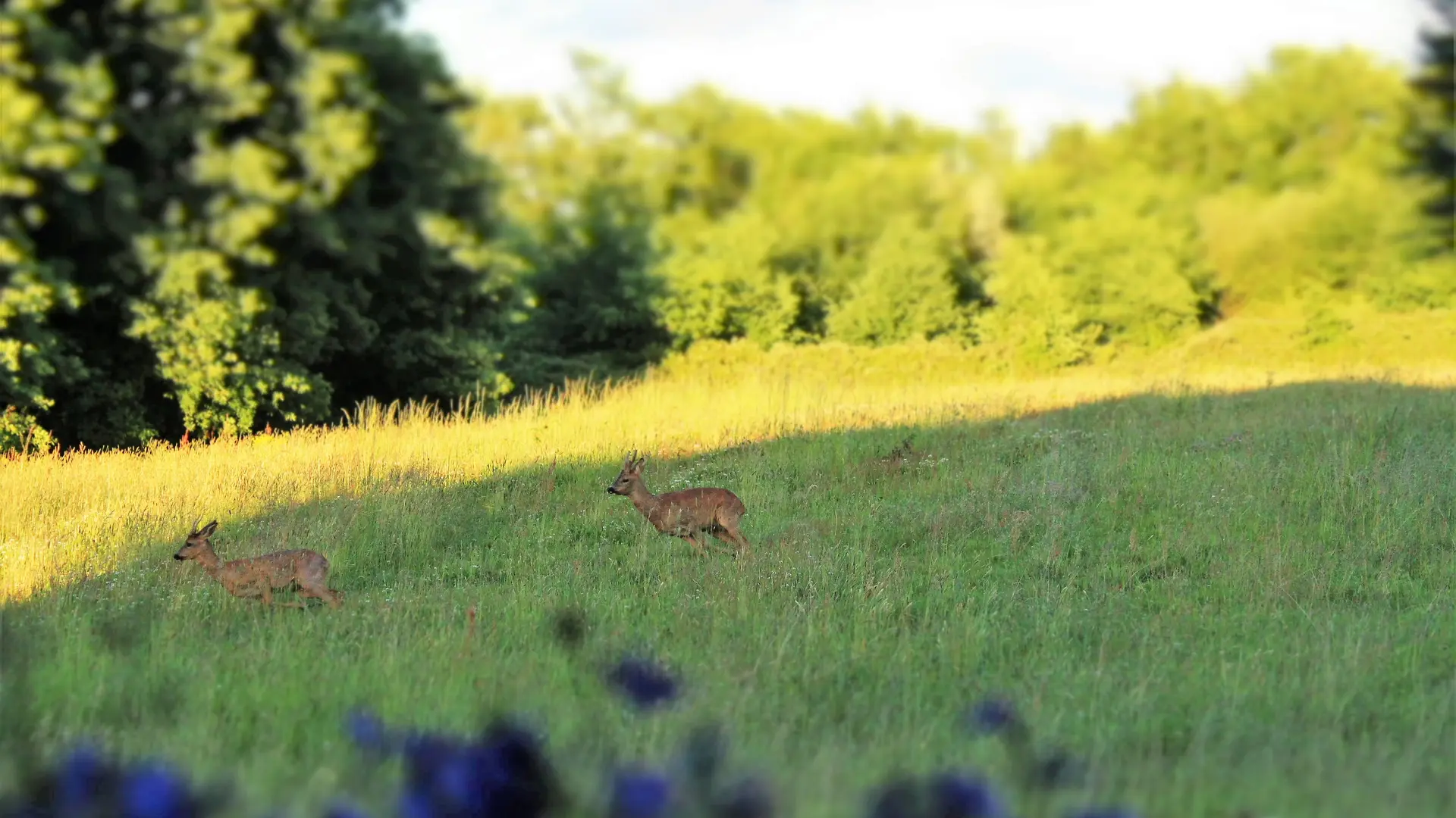 Vue du gîte