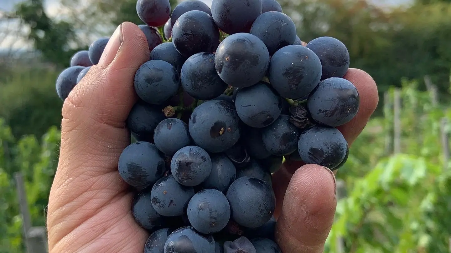 Grappe de Gamay N