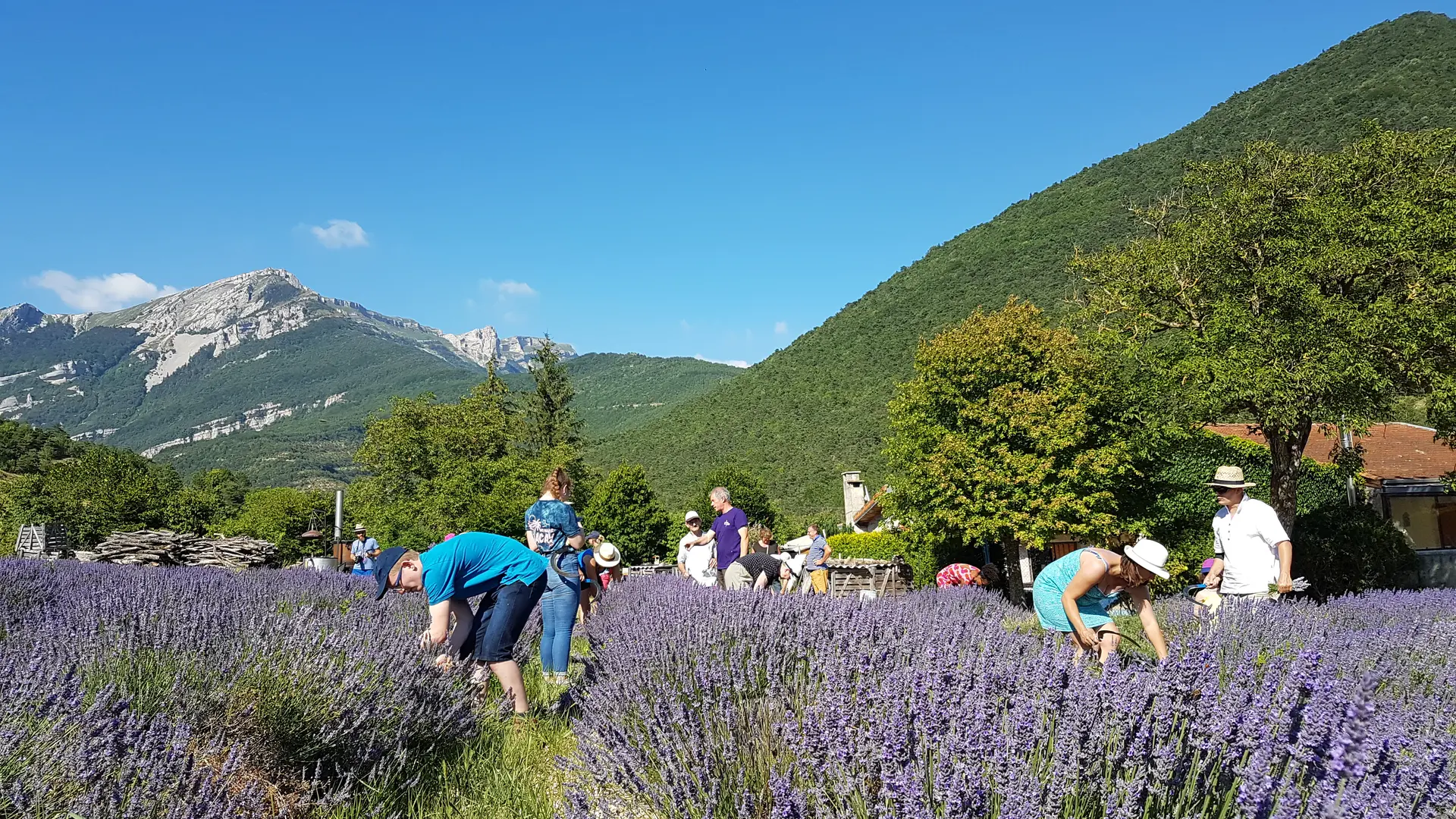 Récolte de lavande-Atelier vis la vie de paysan