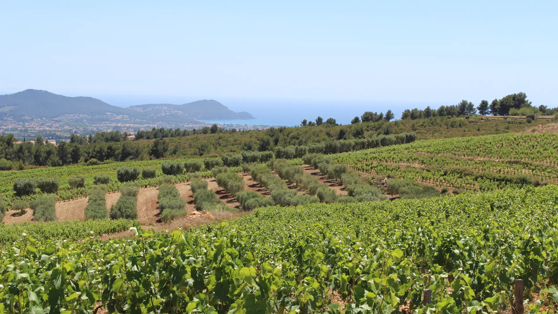 Vue vignes et mer