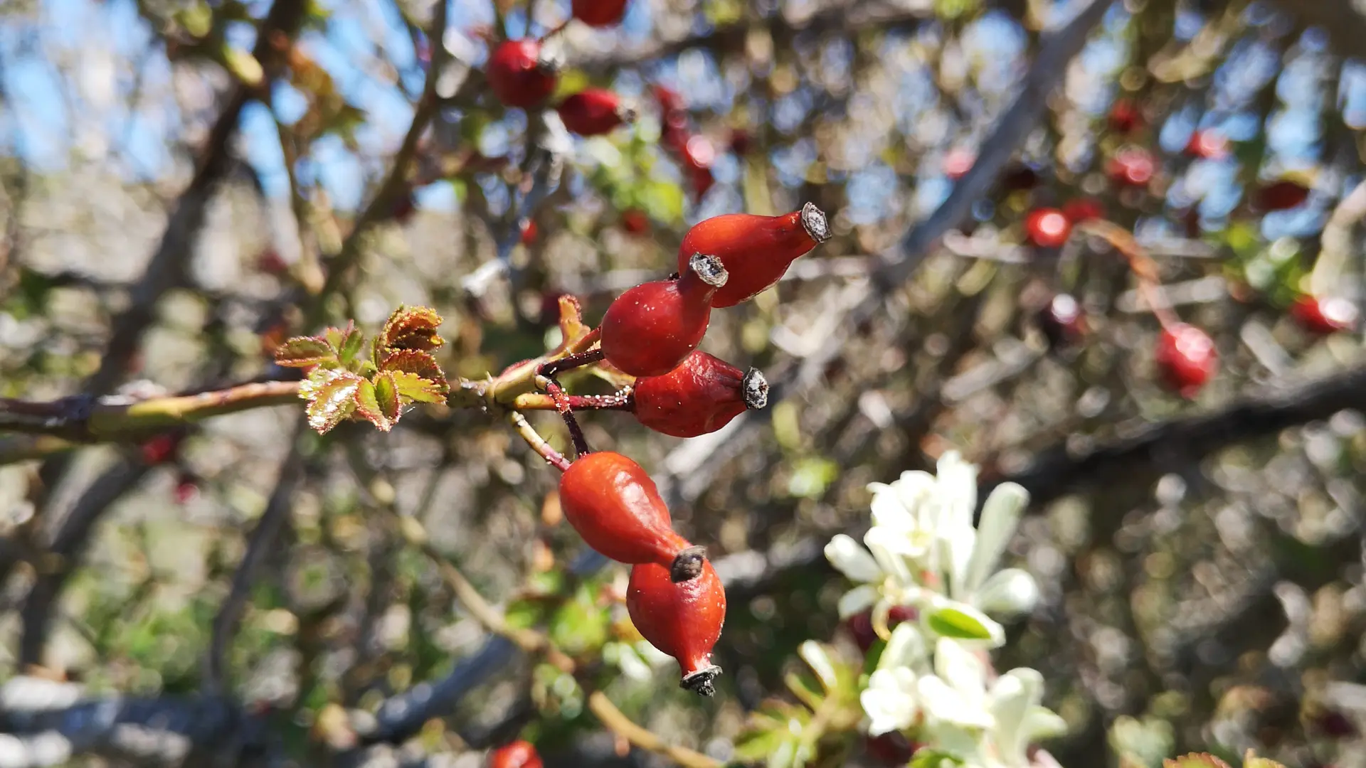 Baies de cynorrhodons