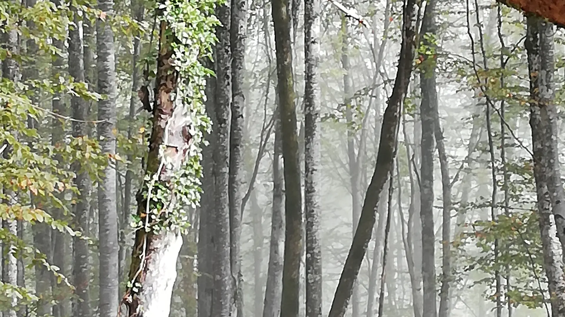 la forêt bugiste
