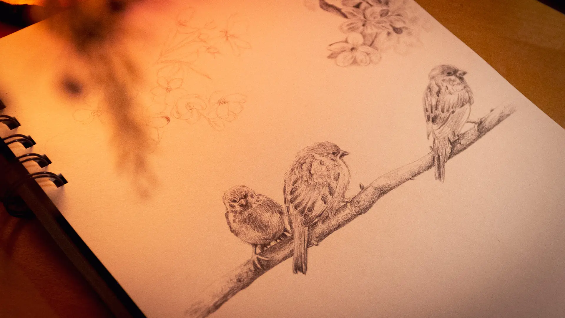 Croquis d'oiseaux