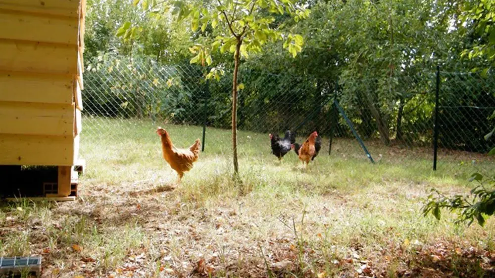 Gite écolo = tri sélectif. Nos poules récupèrent les déchets de nourriture...