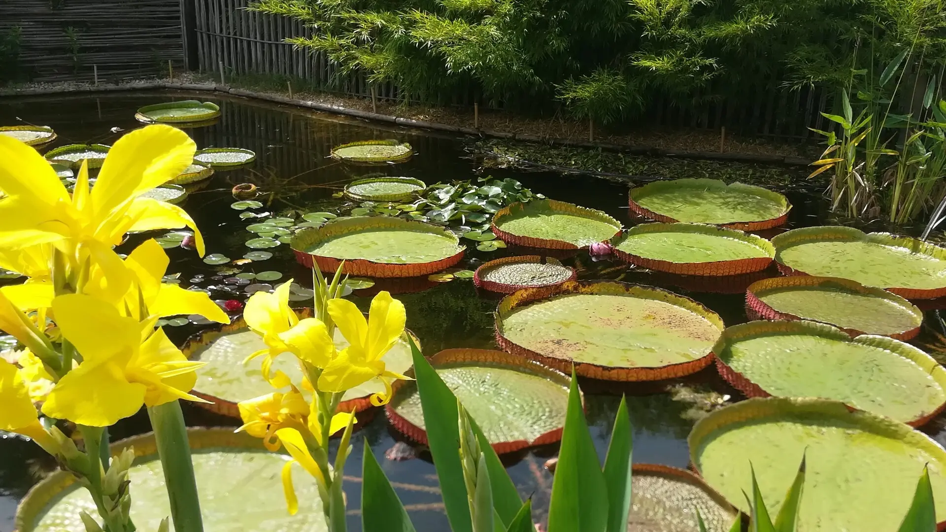 Jardin Bambous en Provence à Eyragues