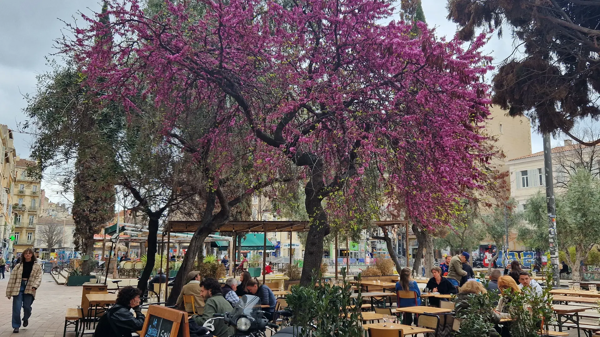 Bar Cours Julien avec arbre fleuri