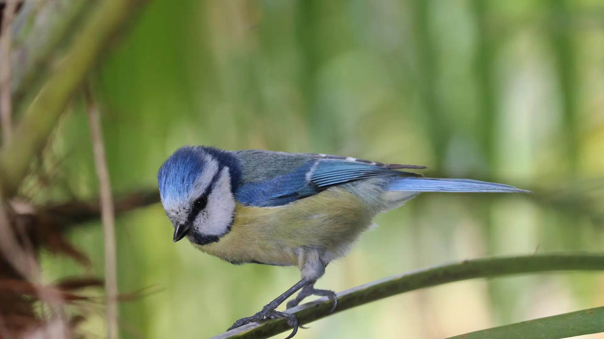 Activité famille « Sur les traces des animaux en hiver »_Rayol-Canadel Sur Mer