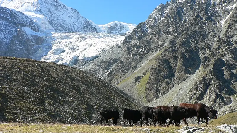 Valais Arolla