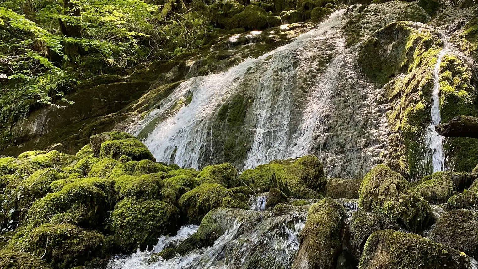 Cascade entouré de verdure qui coule sur un rocher