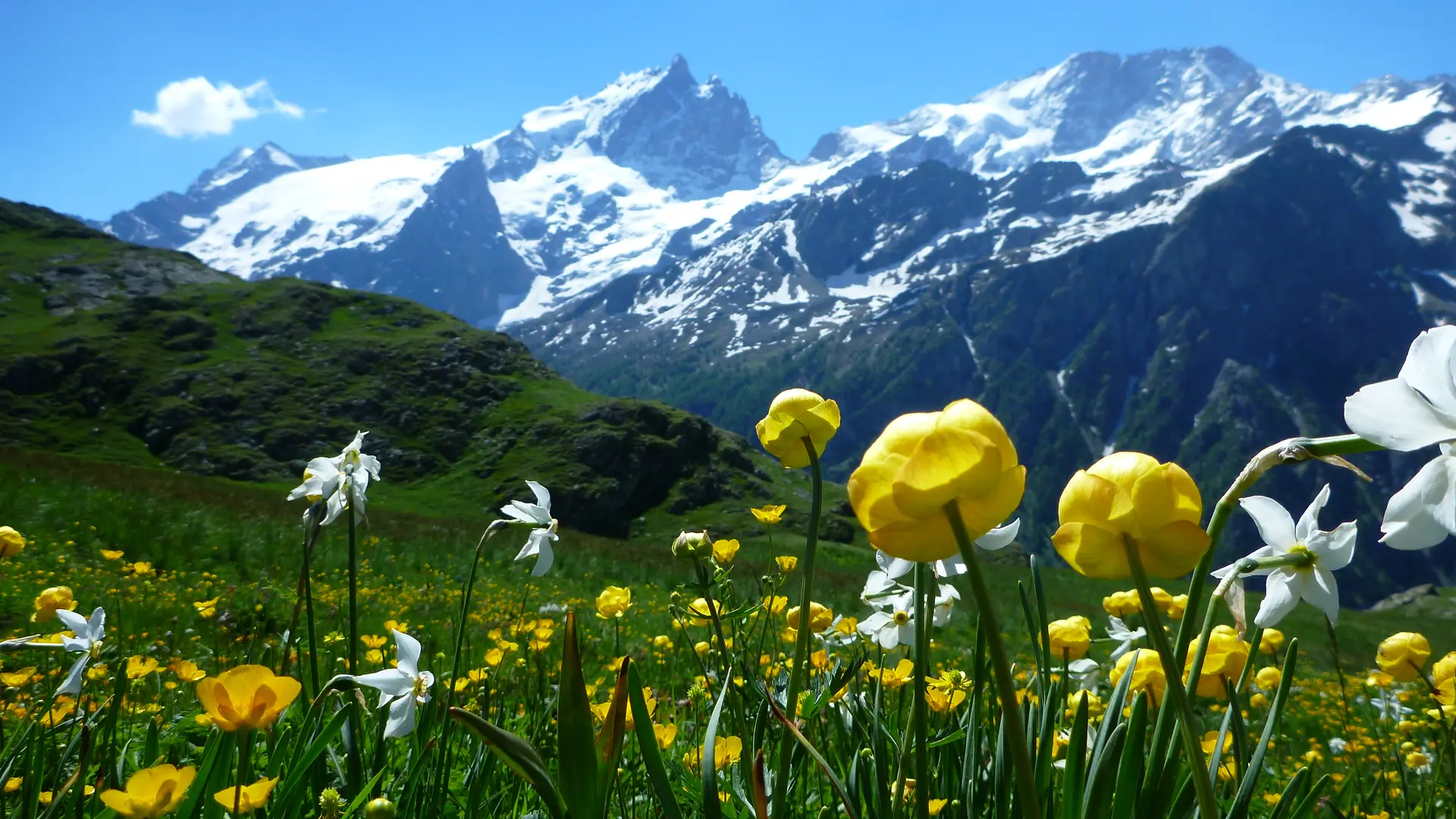 La Meije et les fleurs de fin de printemps