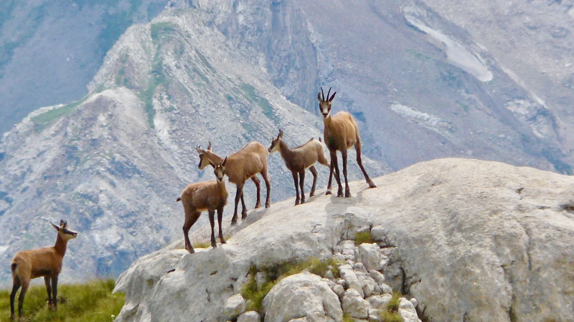 nos randonnées chamois